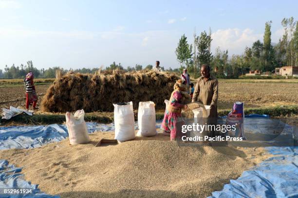 Kashmiri farmers fill bags in his field while harvesting rice from a field in tral south of Kashmir. Agriculture is the main source of food, income,...