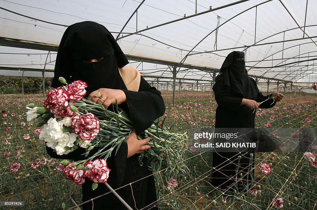 Palestinian women collect carnations at