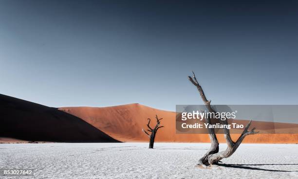 lonely tree at namib sand dune - namib stock-fotos und bilder