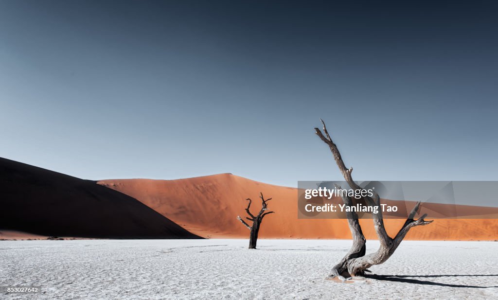 Lonely Tree at Namib Sand Dune