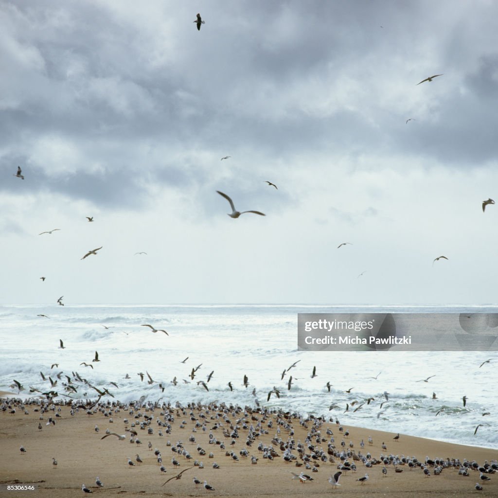 Birds at the Seashore