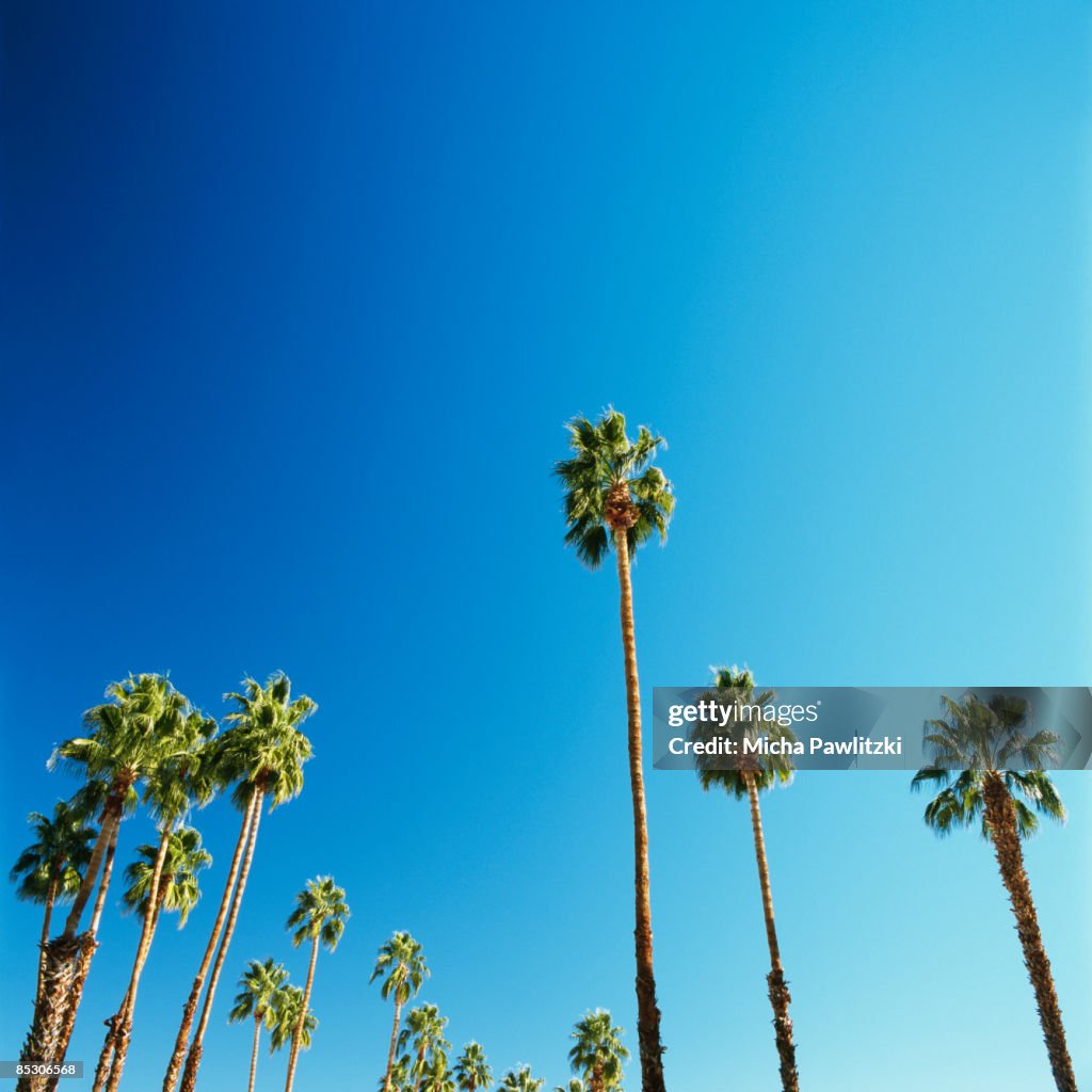 Palm Trees against Blue Sky