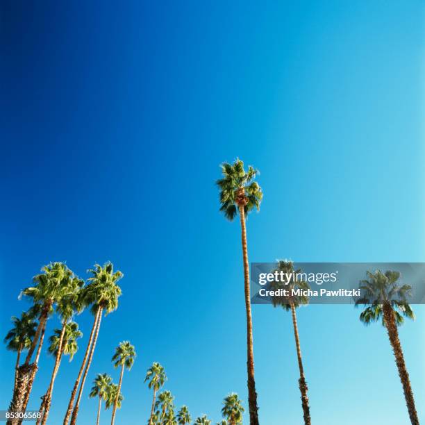 palm trees against blue sky - palm springs californie stockfoto's en -beelden