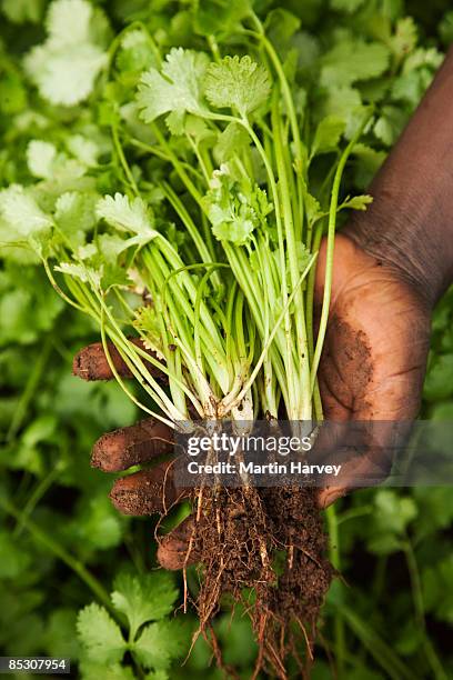 coriander hold by unrecognizable person. - cilantro stock pictures, royalty-free photos & images