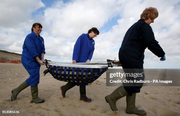 Staff from the RSPCA carry a stretcher containing a seal pup washed up during the December storm surge before re-releasing it back into the sea along...