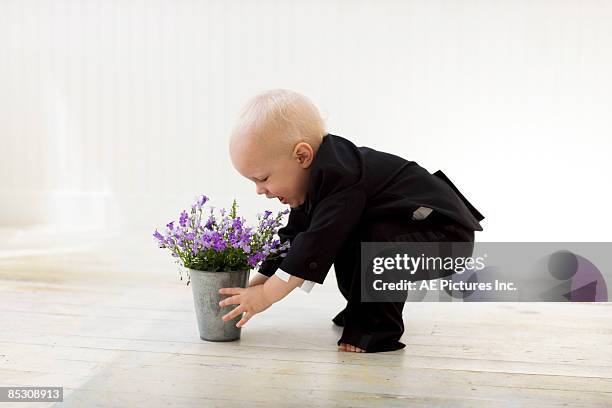 toddler in tuxedo picking up flower pot  - babies and smoking stock-fotos und bilder