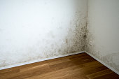 toxic mildew and mold in a home