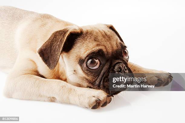 pug puppy lying down - pug portrait stock pictures, royalty-free photos & images