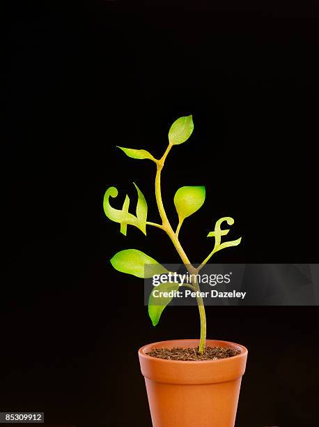 sterling pound money tree. - money doesnt grow on trees stock pictures, royalty-free photos & images
