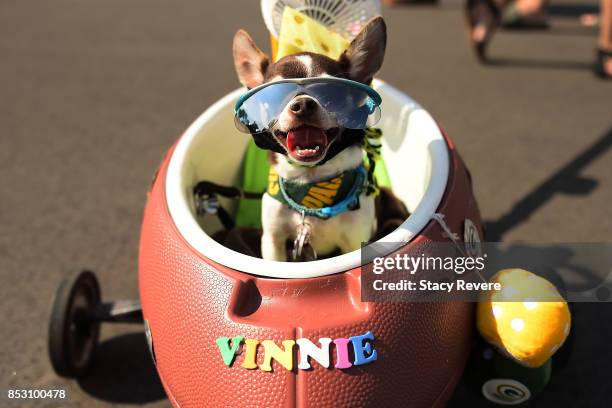 Vinnie rides in his cart prior to a game between the Green Bay Packers and the Cincinnati Bengals at Lambeau Field on September 24, 2017 in Green...