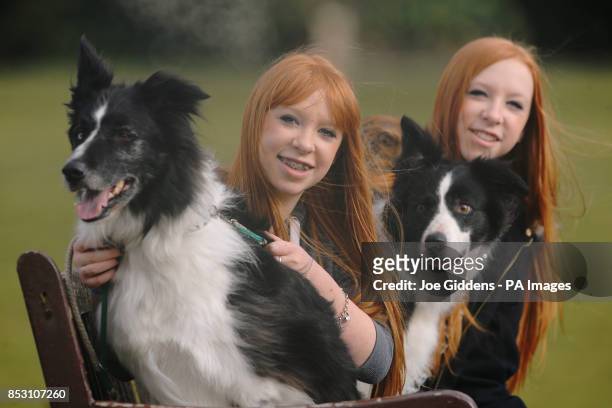 Fifteen-year-old twins Emily and Katie Wyatt from Hollywood, Birmingham with their brother and sister Bordie Collie dogs Shaun and Chay who will be...