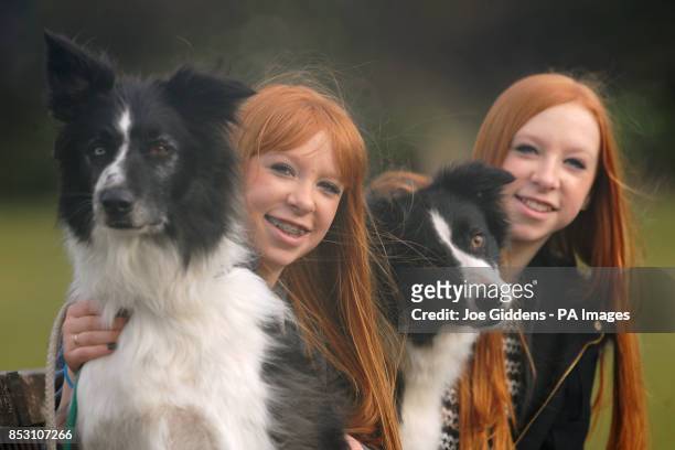 Fifteen-year-old twins Emily and Katie Wyatt from Hollywood, Birmingham with their brother and sister Bordie Collie dogs Shaun and Chay who will be...