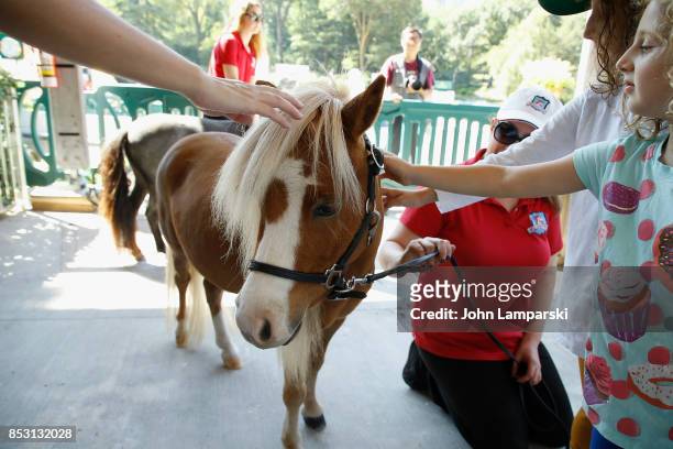 Childeren play with the mini horse heroes at the 4th Annual Rolex Central Park horse show at Wollman Rink, Central Park on September 24, 2017 in New...