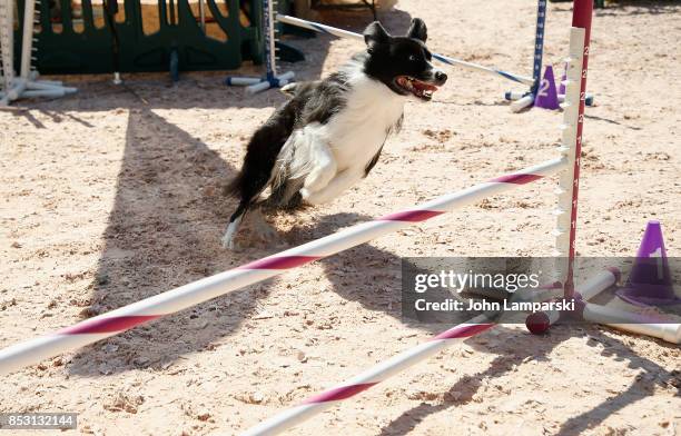 Dog is seen performing tricks during the 4th Annual Rolex Central Park horse show at Wollman Rink, Central Park on September 24, 2017 in New York...