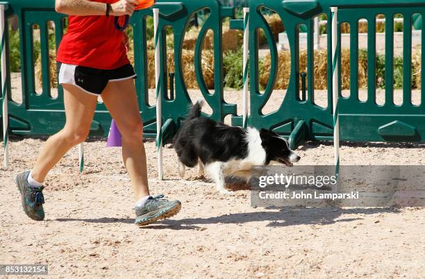 Dog is seen performing tricks during the 4th Annual Rolex Central Park horse show at Wollman Rink, Central Park on September 24, 2017 in New York...