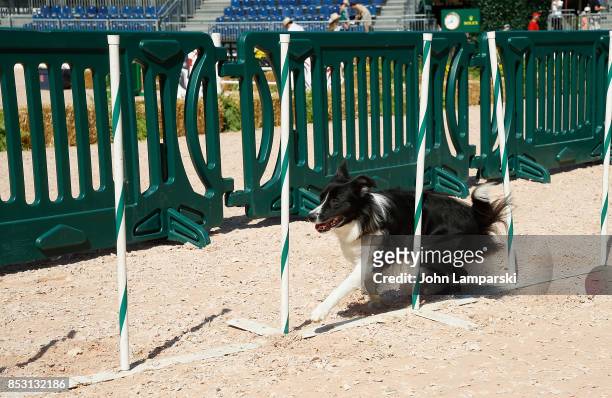 Dog is seen performing tricks during the 4th Annual Rolex Central Park horse show at Wollman Rink, Central Park on September 24, 2017 in New York...