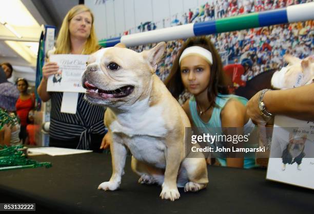 Dog named Chloe the Mini Frenchie is seen at the 4th Annual Rolex Central Park horse show at Wollman Rink, Central Park on September 24, 2017 in New...