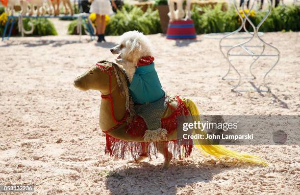 Dogs are seen performing tricks during the 4th Annual Rolex Central Park horse show at Wollman Rink, Central Park on September 24, 2017 in New York...