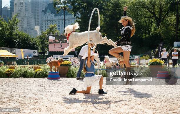 Dogs are seen performing tricks during the 4th Annual Rolex Central Park horse show at Wollman Rink, Central Park on September 24, 2017 in New York...