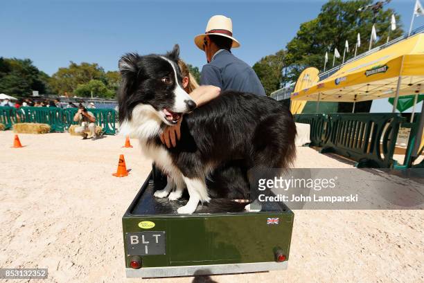 Dogs are seen riding a miniature car at the 4th Annual Rolex Central Park horse show at Wollman Rink, Central Park on September 24, 2017 in New York...
