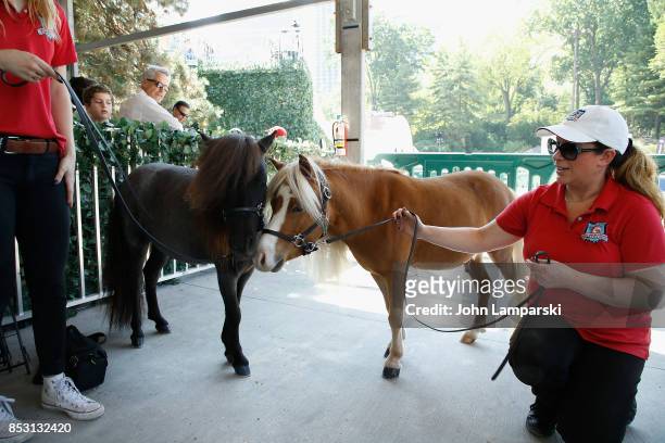 Mini horse heroes are seen on dispaly during the 4th Annual Rolex Central Park horse show at Wollman Rink, Central Park on September 24, 2017 in New...