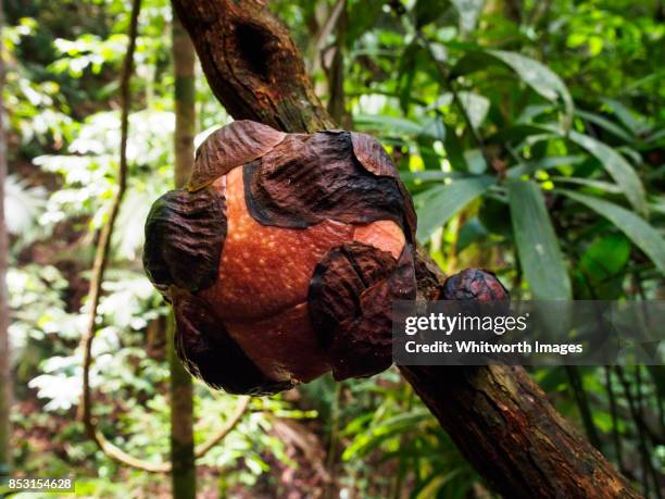 rafflesia flower bud on vine in jungle in perak state, malaysia - perak state photos et images de collection