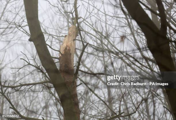 Broken tree in a small copse close to the police cordon on the A146 after four people have died when a helicopter came down in thick fog in a field...