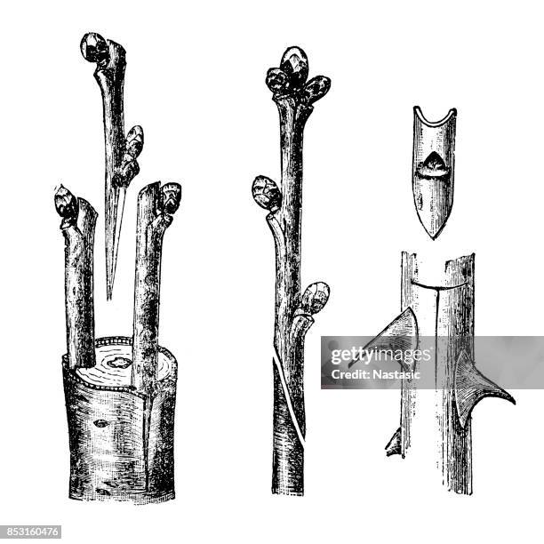 grafting - prune stock illustrations