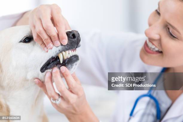 medio veterinario hembra adulta comprueba los dientes del paciente laboratorio amarillo - animal teeth fotografías e imágenes de stock