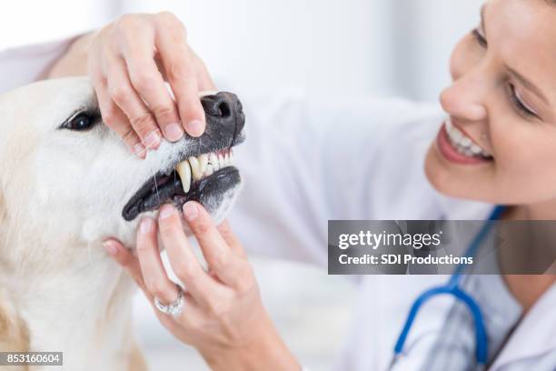 mid adult female vet checks yellow lab patient's teeth - veterinary dental equipment stock pictures, royalty-free photos & images