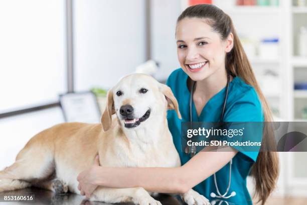 jeune infirmière vétérinaire sourires pour caméra avec labrador jaune - yellow labrador retriever photos et images de collection