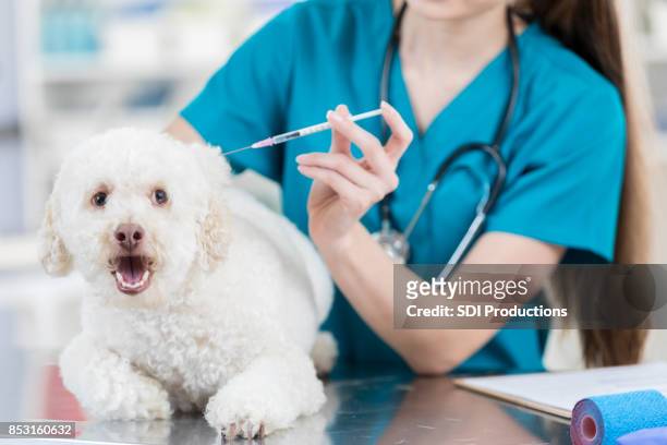 small dog receives painful vaccination at the vet - scared dog stock pictures, royalty-free photos & images