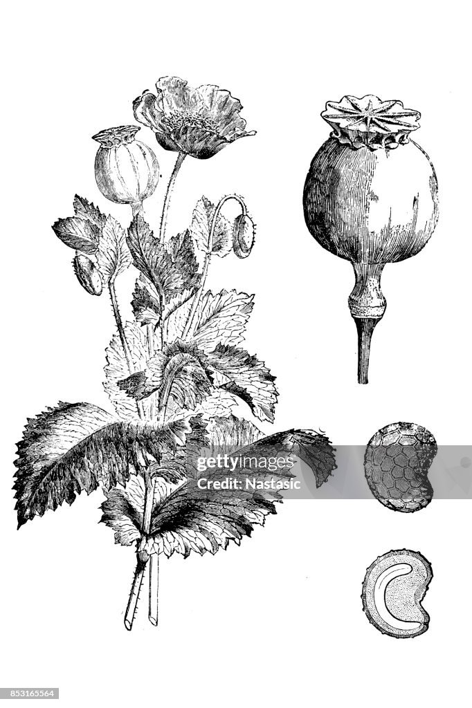 Poppy (Papaver somniferum)
