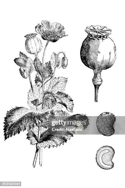 poppy (papaver somniferum) - poppy seed stock illustrations