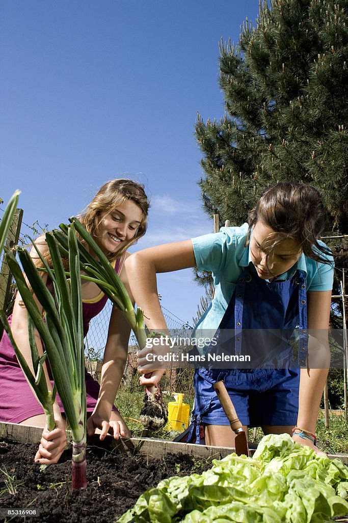 Two young women planting bulbs in their garden
