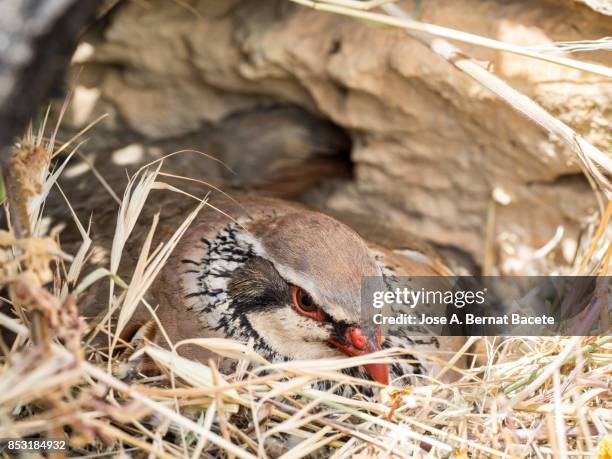 a red-legged partridge (alectoris rufa) incubates its eggs in his nest, spain - monogamous animal behavior stock pictures, royalty-free photos & images