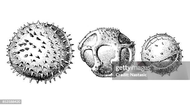 pollen grain from common marshmallow ,dandelion ,milfoil - cold virus stock illustrations