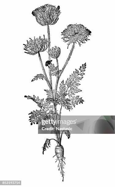 wild carrot (daucus carota) - root vegetables white background stock illustrations