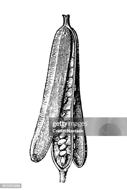 erysimum cheiri (cheiranthus cheiri, wallflower) - erysimum cheiri stock illustrations