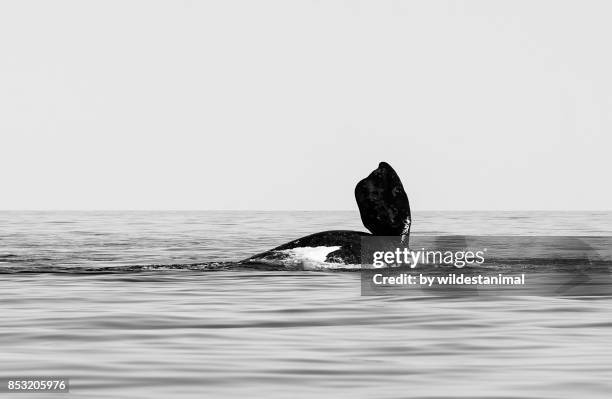 southern right whale playing on the surface displaying it's pectoral fin, valdes peninsula, patagonia, argentina. - pinna pettorale foto e immagini stock