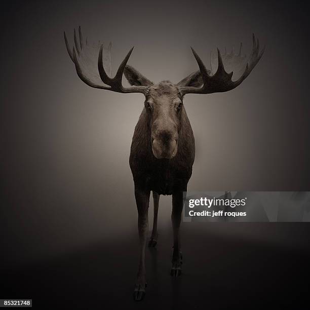 deer - alce stockfoto's en -beelden