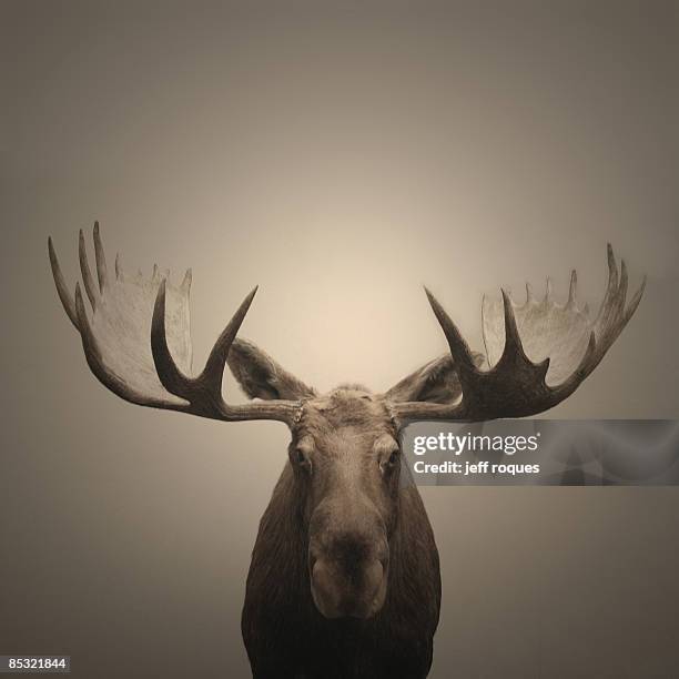 trophee - alce fotografías e imágenes de stock