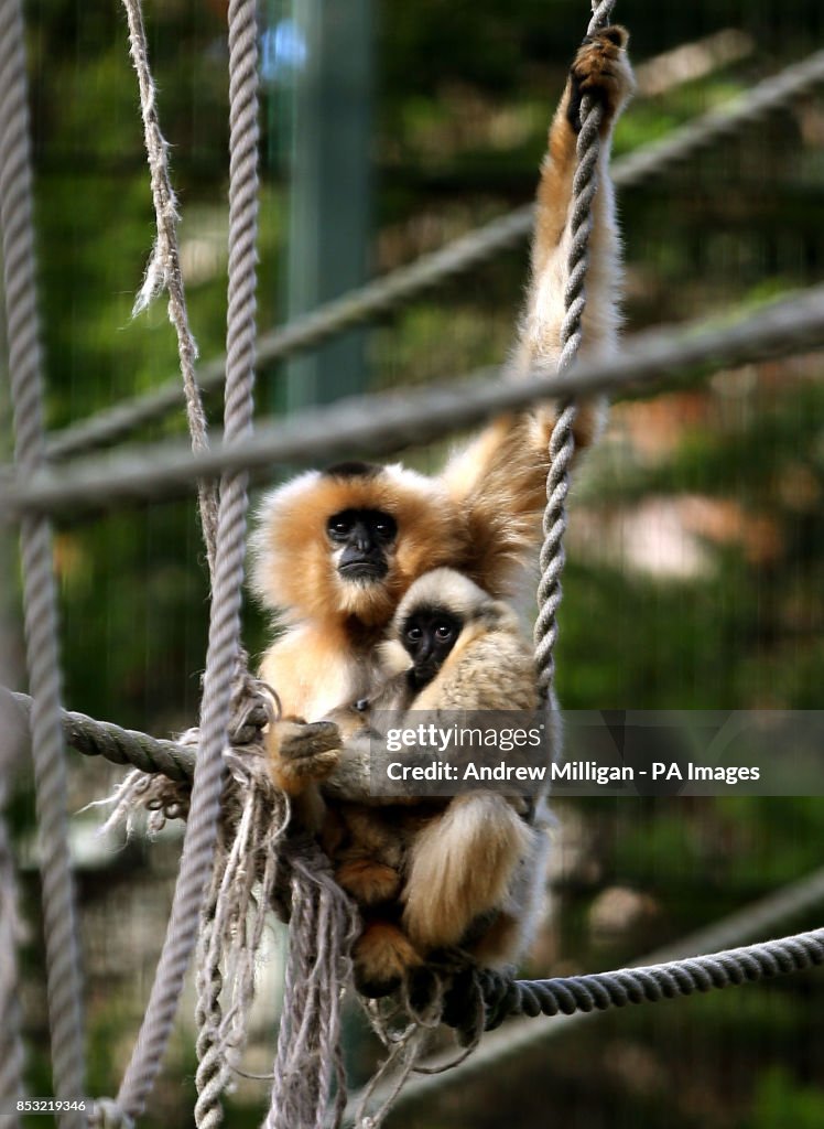 Baby gibbon at Edinburgh Zoo