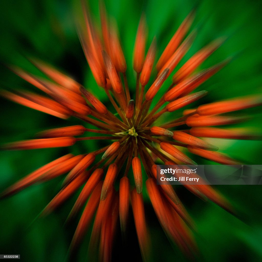 One red cactus flower on green background