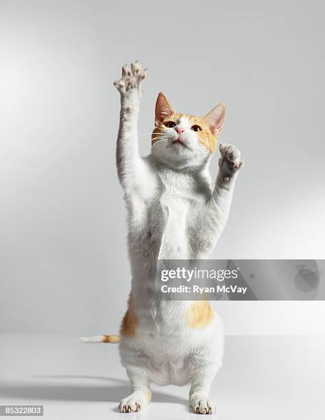 chat - cat standing up photos et images de collection