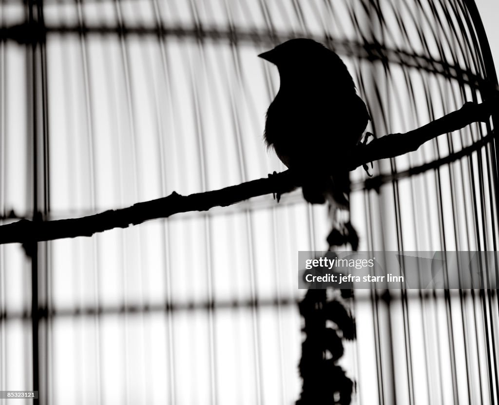 Silhouette of bird in cage