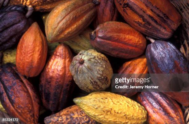 cacao - kakaobohnen stock-fotos und bilder