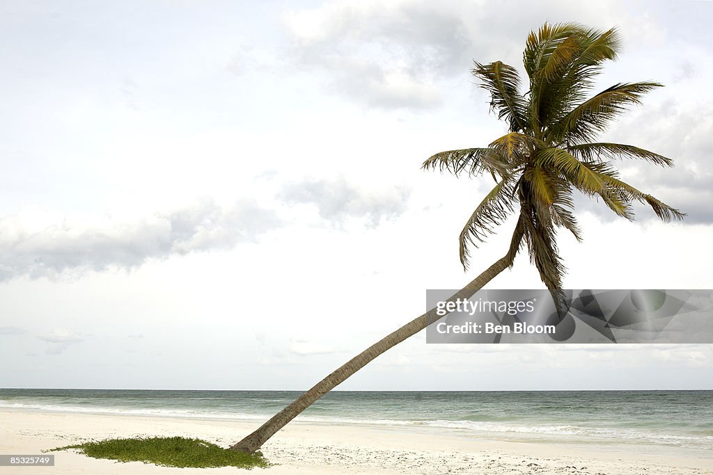 Bent Palm Tree on Beach