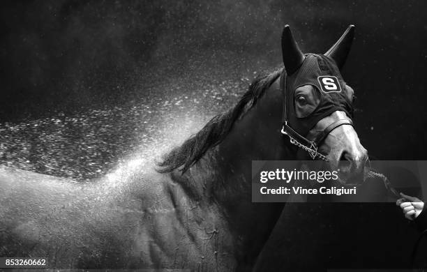 Russian Revolution enjoys a wash after galloping during a trackwork Session at Moonee Valley Racecourse on September 25, 2017 in Melbourne, Australia.