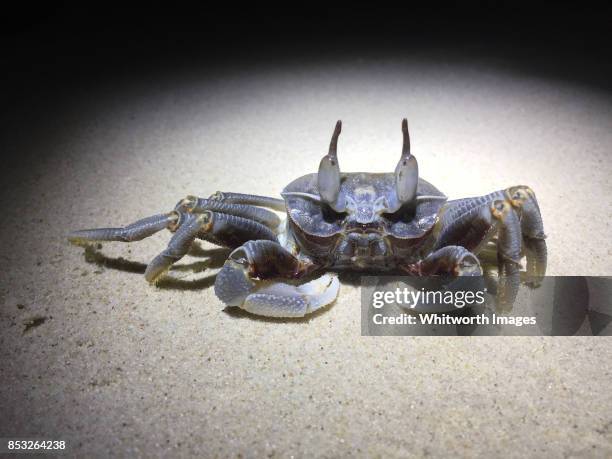 small crab on sandy beach at night. redang island, malaysia - crab stock pictures, royalty-free photos & images